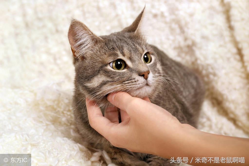 一个月小猫拉肚子的原因与应对方法